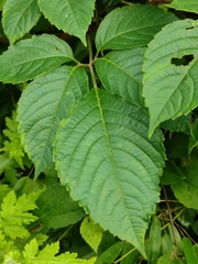 Pseudocayratia oligocarpa