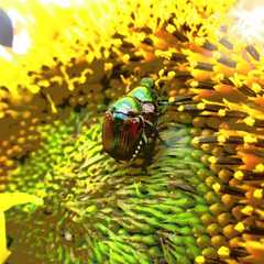 Popillia japonica