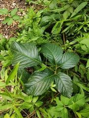 Pseudocayratia oligocarpa