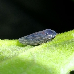 Polana