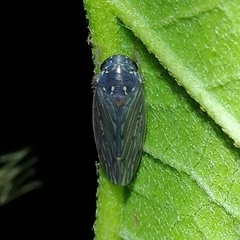 Polana