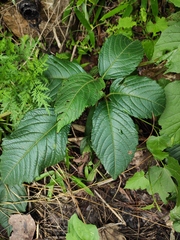 Pseudocayratia oligocarpa