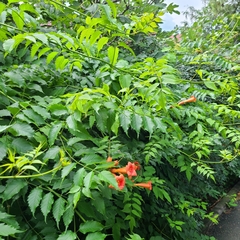 Campsis radicans