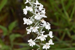 Platanthera nivea
