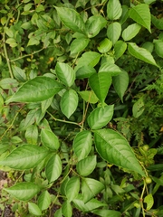 Gynostemma pentaphyllum