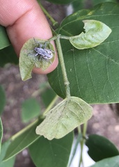 Pantomorus albosignatus