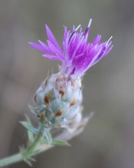 Centaurea deusta