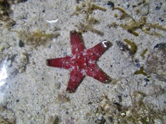 Protoreaster lincki