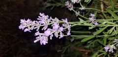 Lavandula angustifolia