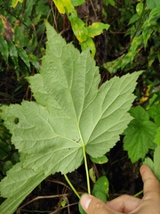 Eriocapitella vitifolia