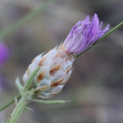Centaurea deusta