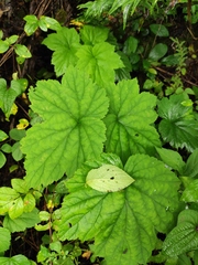 Eriocapitella vitifolia