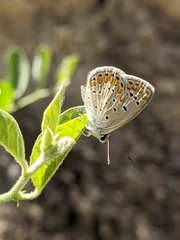 Polyommatus celina