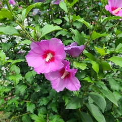 Hibiscus syriacus
