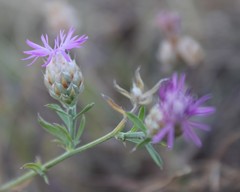 Centaurea deusta