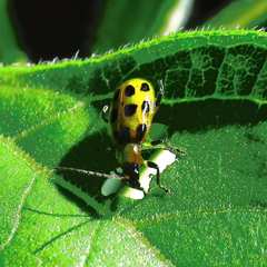 Diabrotica undecimpunctata
