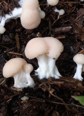 Tubifera microsperma