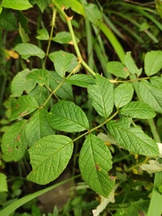 Rosa rugosa