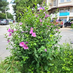 Hibiscus syriacus