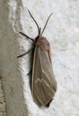 Pygarctia pterygostigma