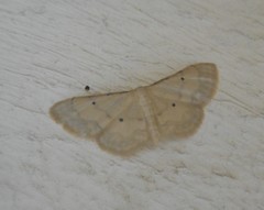 Idaea politaria