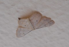 Idaea politaria