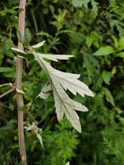 Artemisia argyi