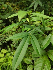 Zanthoxylum armatum