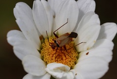 Adelphocoris vandalicus