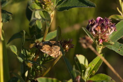 Cryptocala chardinyi