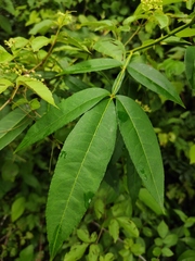Zanthoxylum armatum