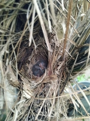 Cossypha niveicapilla