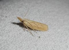 Ematheudes punctella