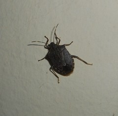 Halyomorpha halys