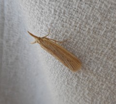 Ematheudes punctella