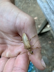 Centrodera