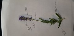 Lavandula angustifolia