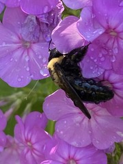 Xylocopa virginica
