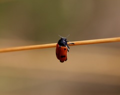 Clytra espanoli