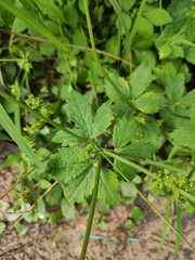 Sanicula chinensis