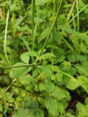 Sanicula chinensis