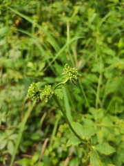 Sanicula chinensis
