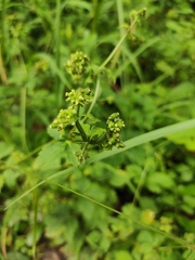 Sanicula chinensis