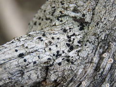Tephromelataceae