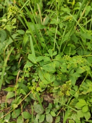 Sanicula chinensis