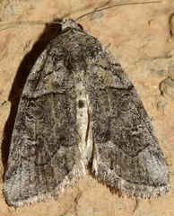 Bryophila ravula