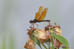 Perithemis tenera