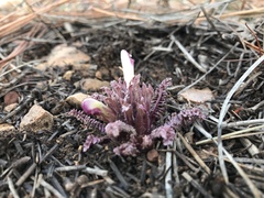 Pedicularis centranthera