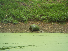 Trachemys scripta elegans