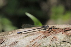 Argia fumipennis
